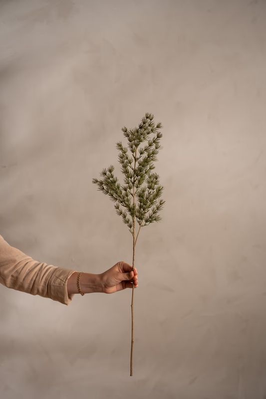 Asparagus 75 cm