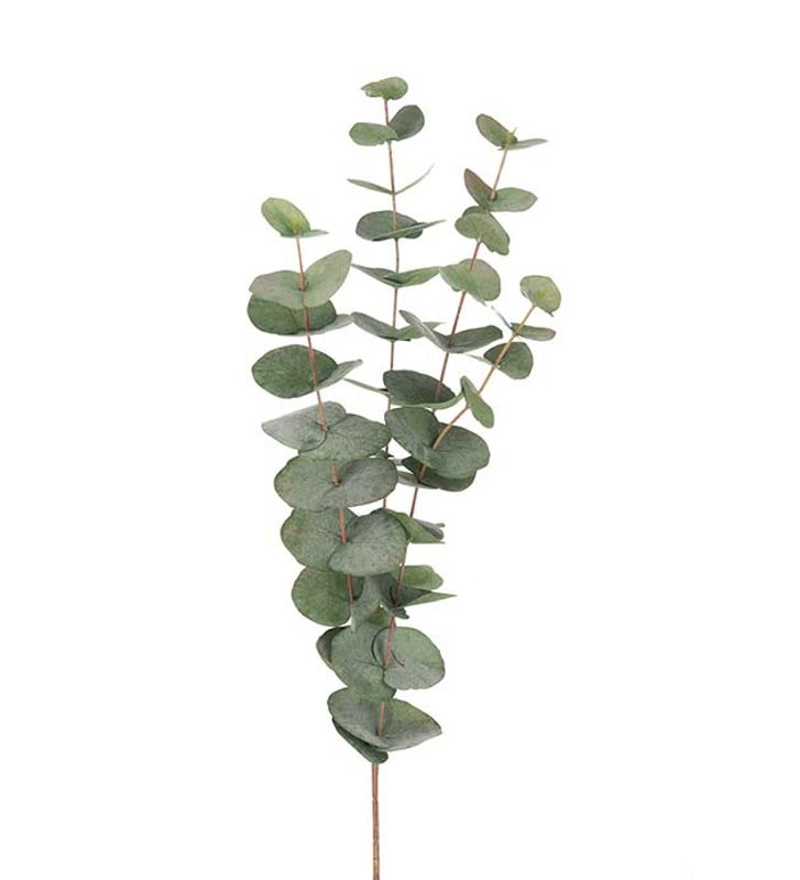 Eucalyptus 60 cm